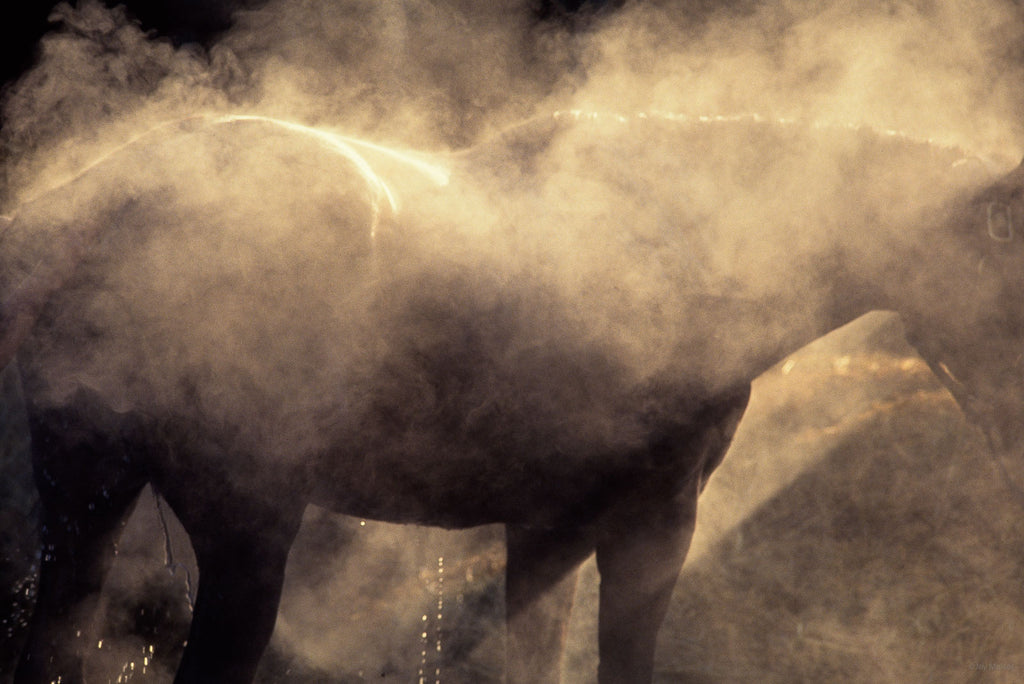 Animals No 4 – Jay Maisel
