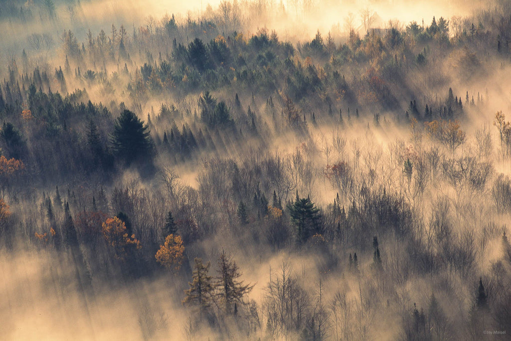Nature No 4 – Jay Maisel