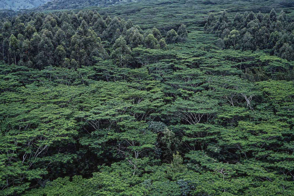 Hawaii Land No 18 – Jay Maisel