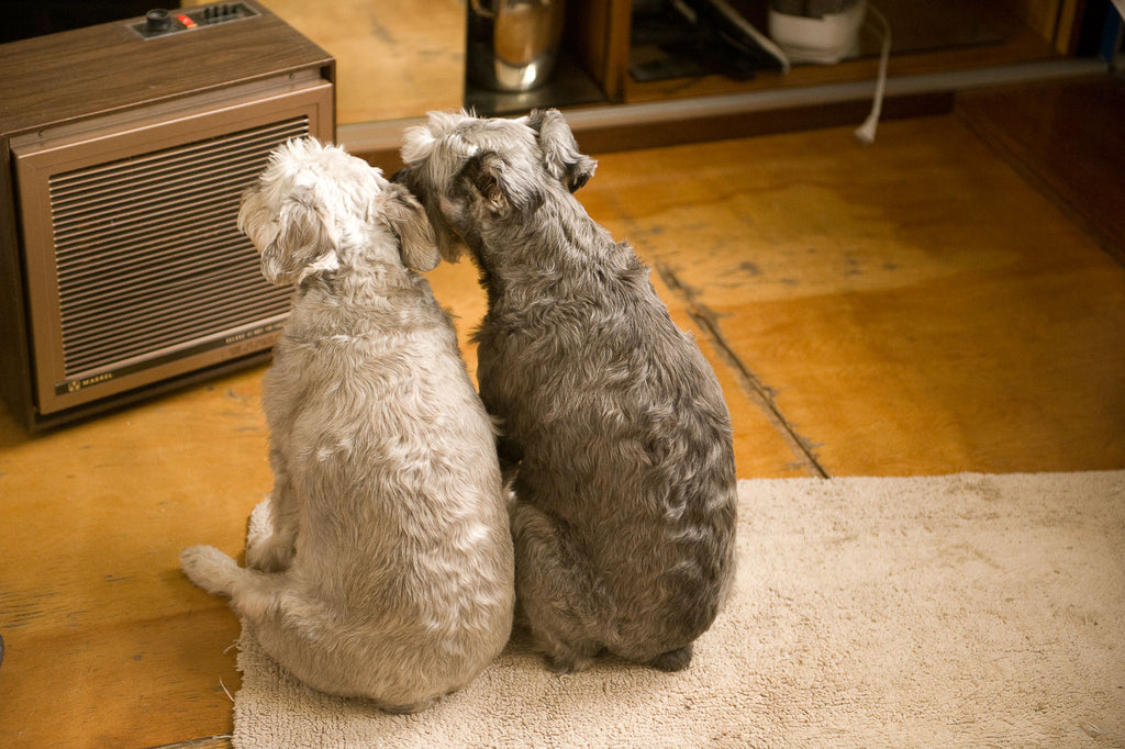 Animals No 19 – Jay Maisel