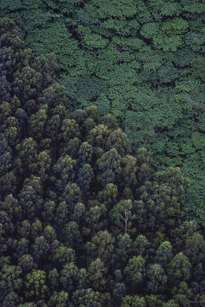 Hawaii Land No 22 – Jay Maisel
