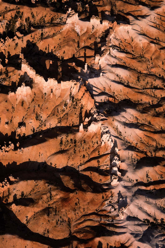 Nature No 24 – Jay Maisel