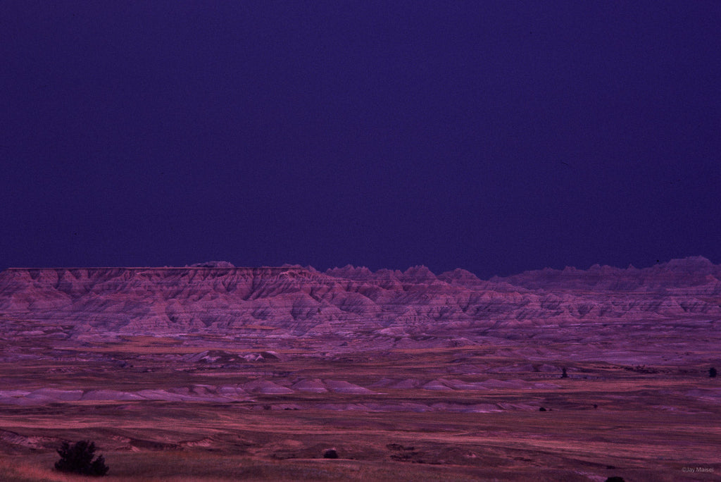 Nature No 25 – Jay Maisel