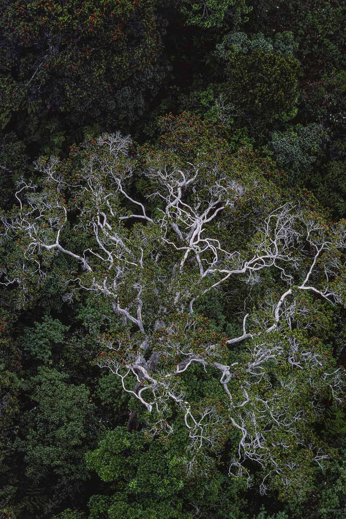 Hawaii Land No 26 – Jay Maisel
