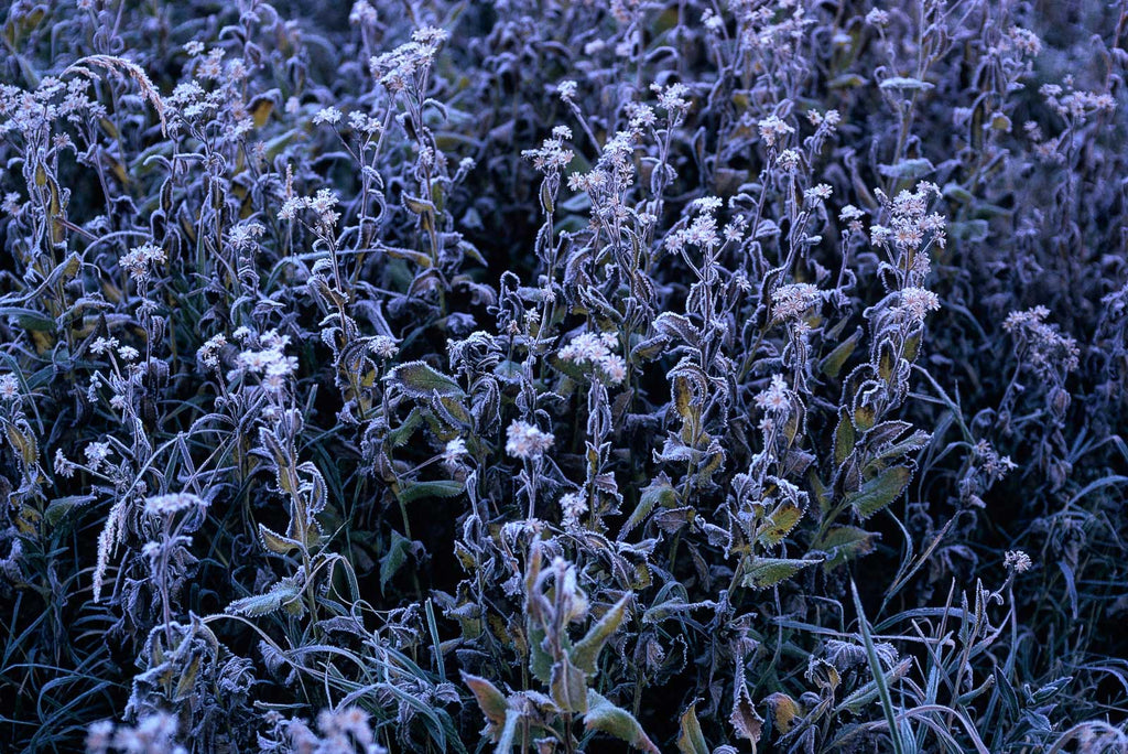 Snow in the Country No 27 – Jay Maisel