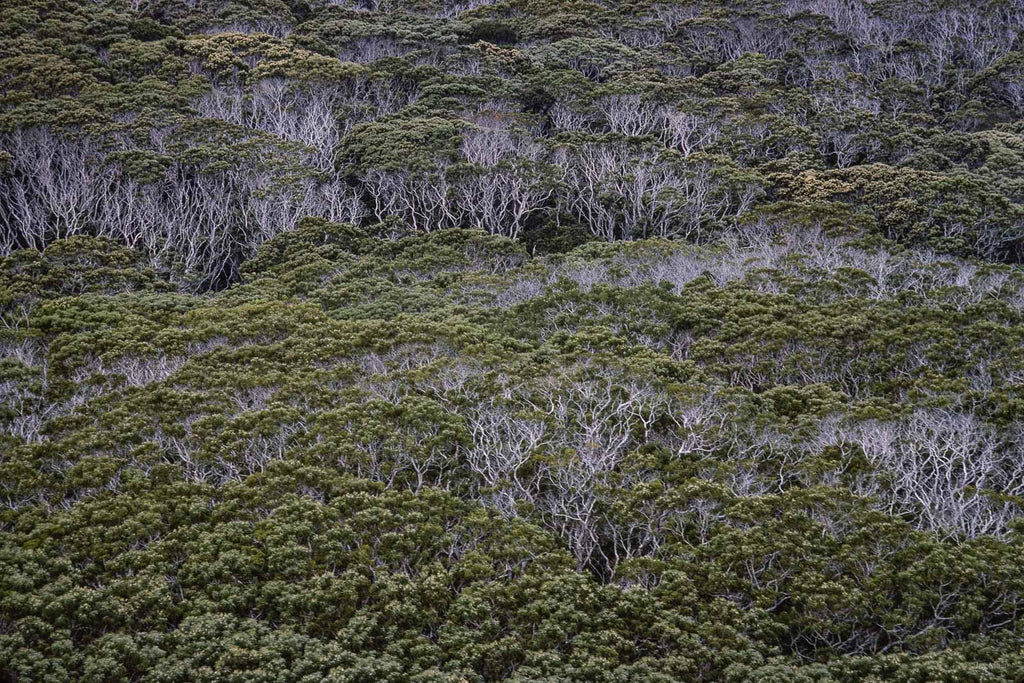 Hawaii Land No 30 – Jay Maisel