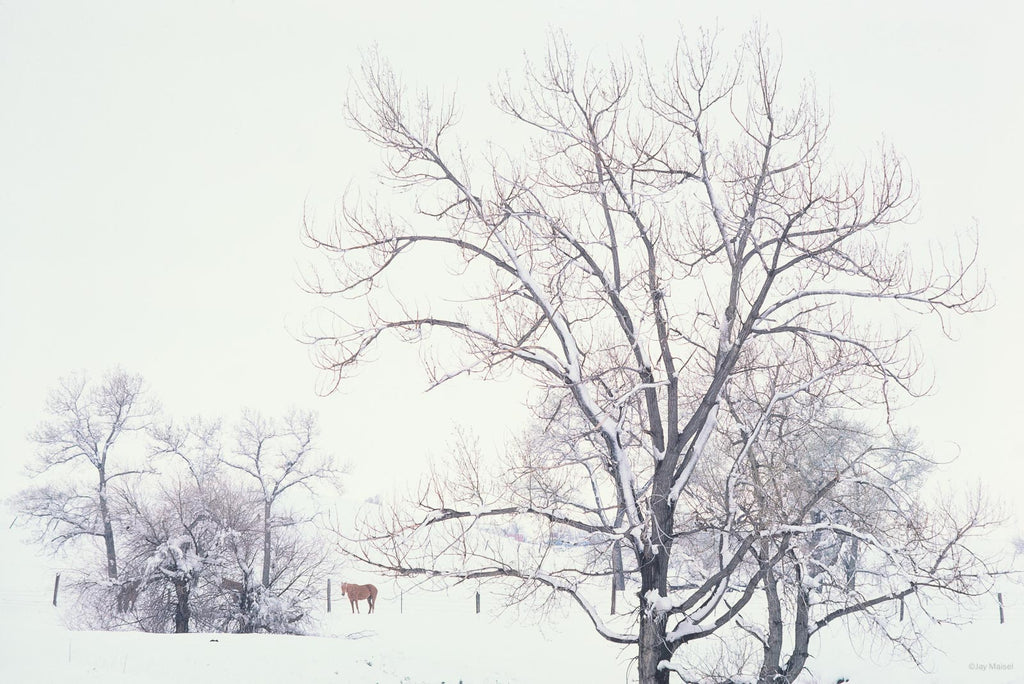 Snow in the Country No 31 – Jay Maisel