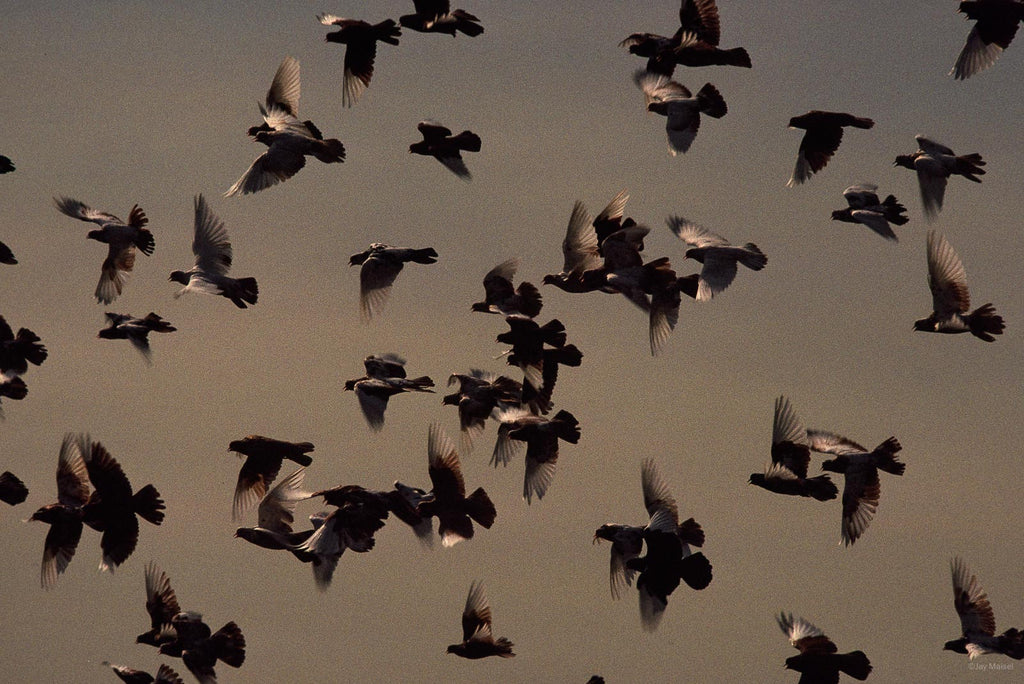 BV Birds No 35 – Jay Maisel