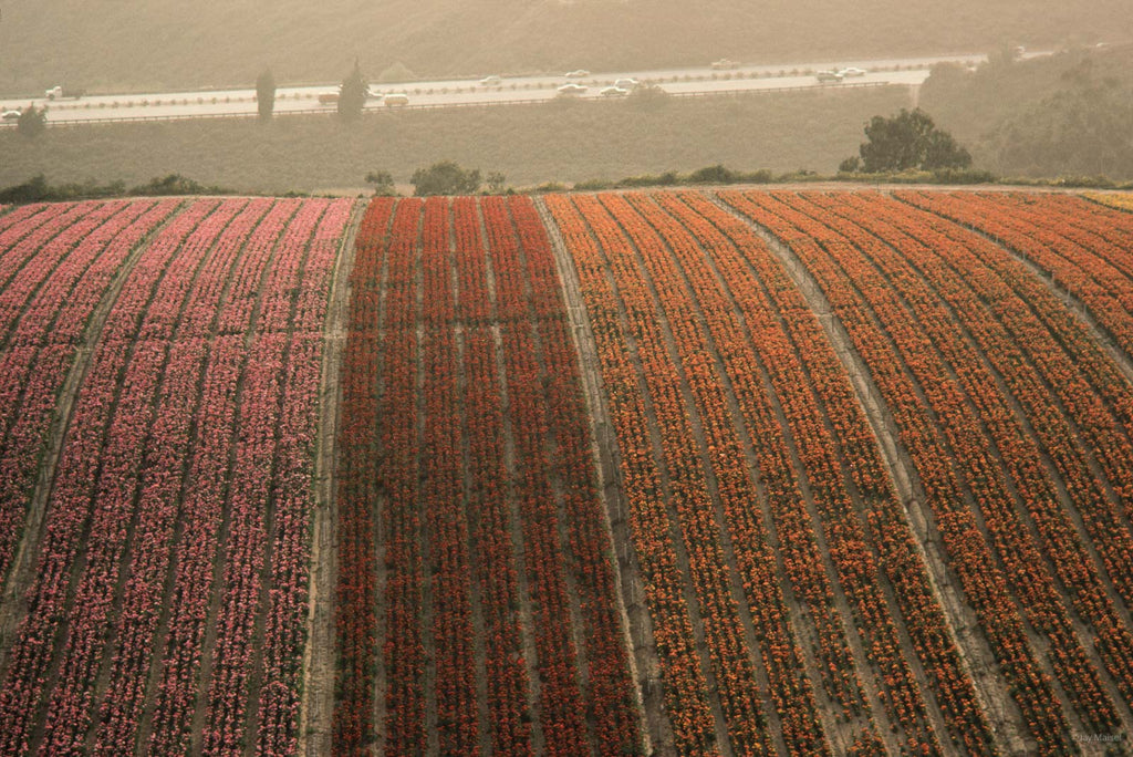 Nature No 35 – Jay Maisel