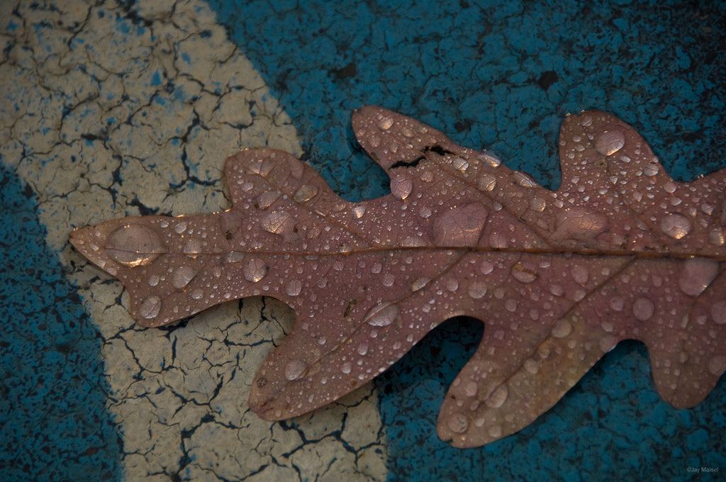 Still Life No 36 – Jay Maisel