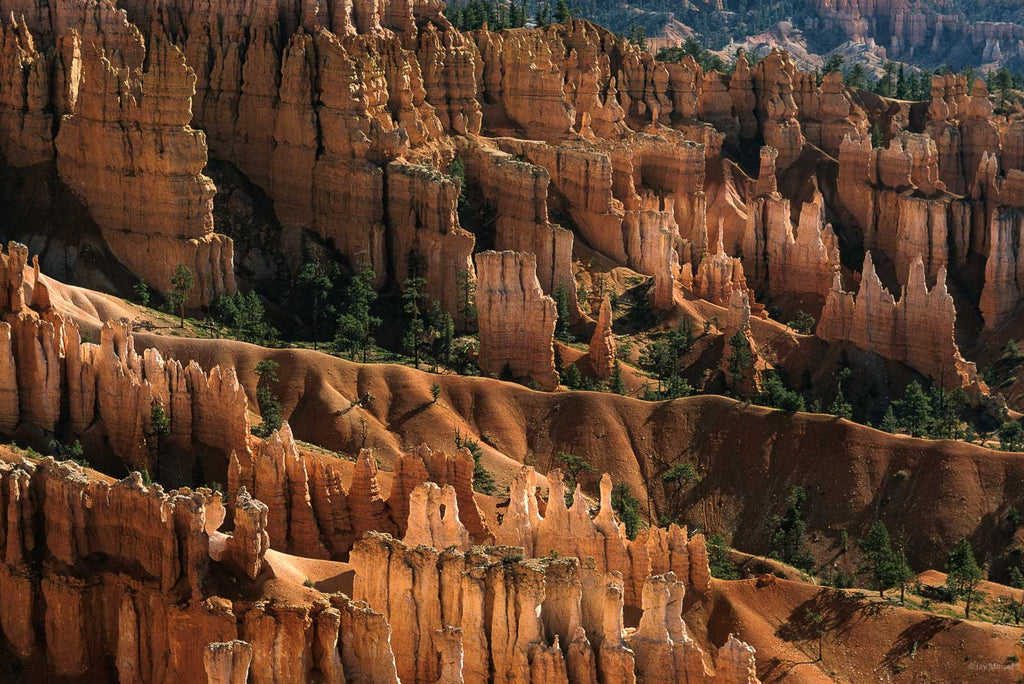 Nature No 42 – Jay Maisel