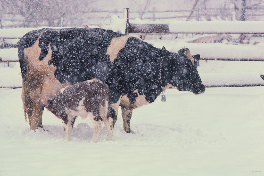 Snow in the Country No 42 – Jay Maisel