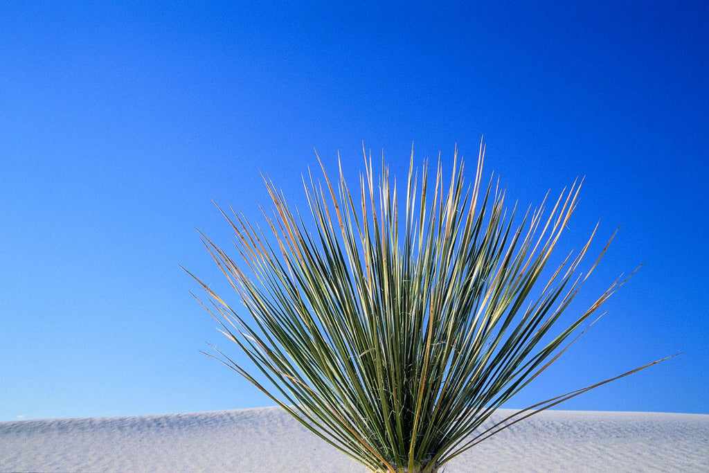 Nature No 48 – Jay Maisel
