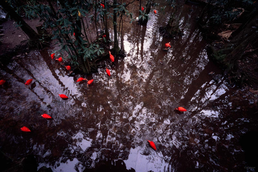 Animals No 50 – Jay Maisel