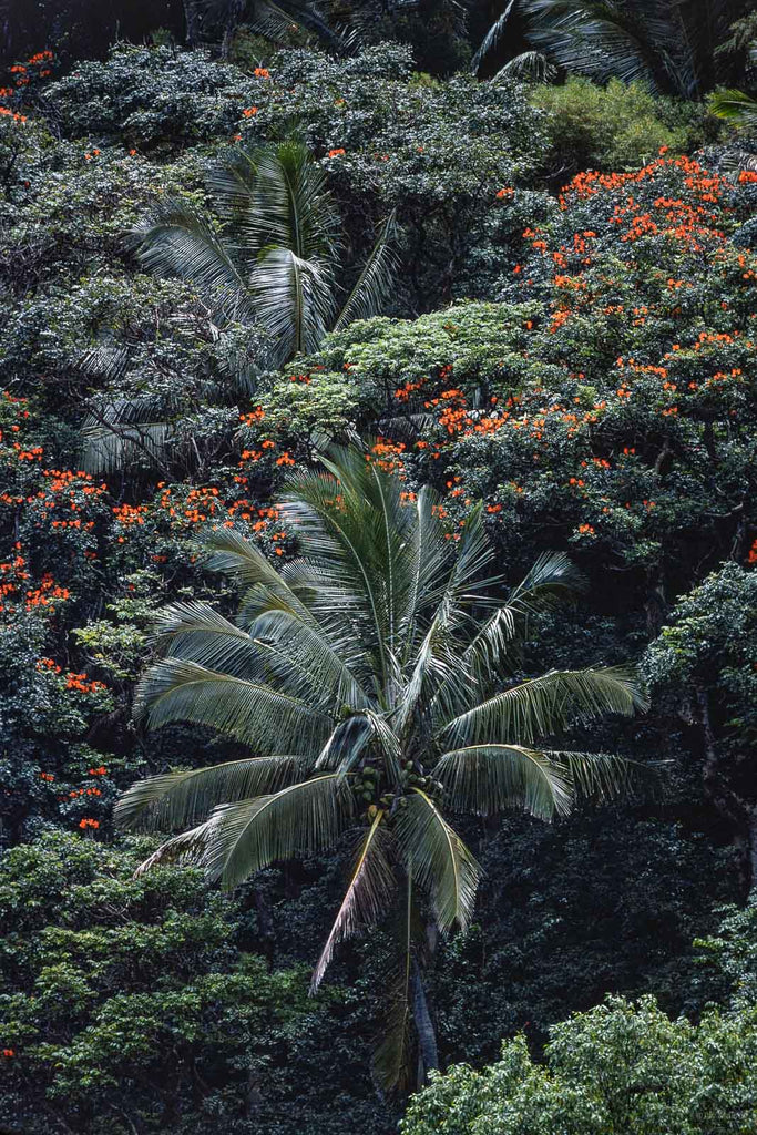 Hawaii Land No 58 – Jay Maisel