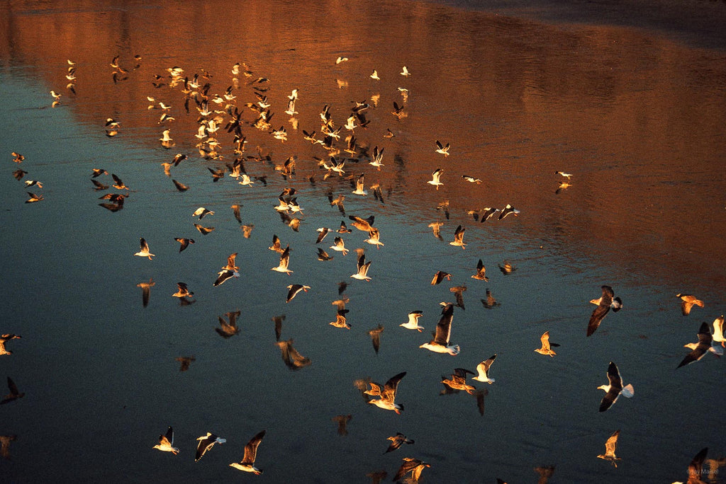 Nature No 59 – Jay Maisel