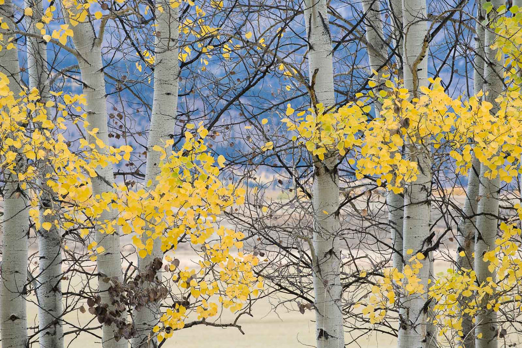 Jackson, WYO No 60 – Jay Maisel