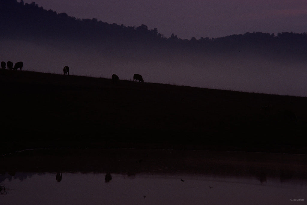 Nature No 61 – Jay Maisel