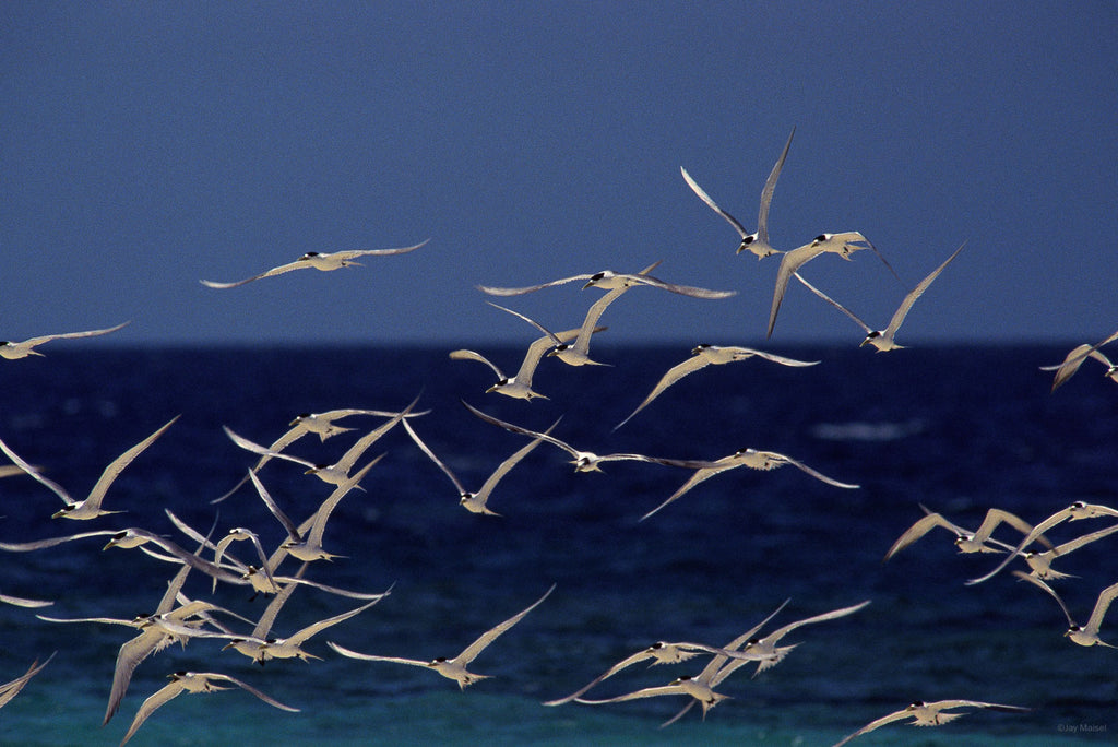 Animals No 61 – Jay Maisel
