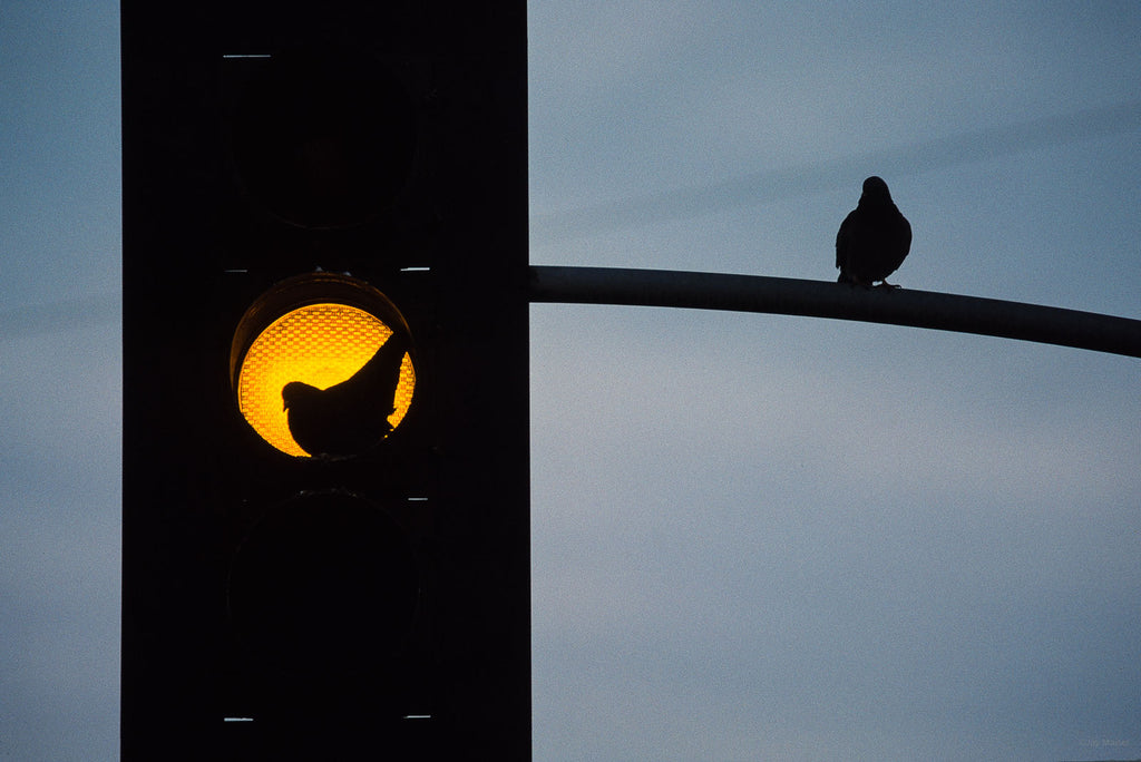 Animals No 64 – Jay Maisel