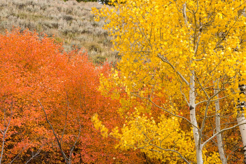 Jackson, WYO No 65 – Jay Maisel