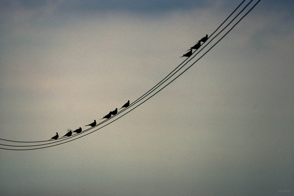 Animals No 65 – Jay Maisel