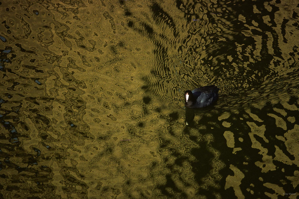 Nature No 65 – Jay Maisel