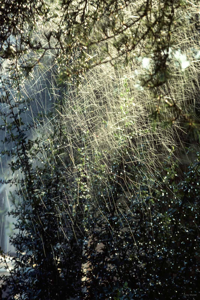 Nature No 66 – Jay Maisel