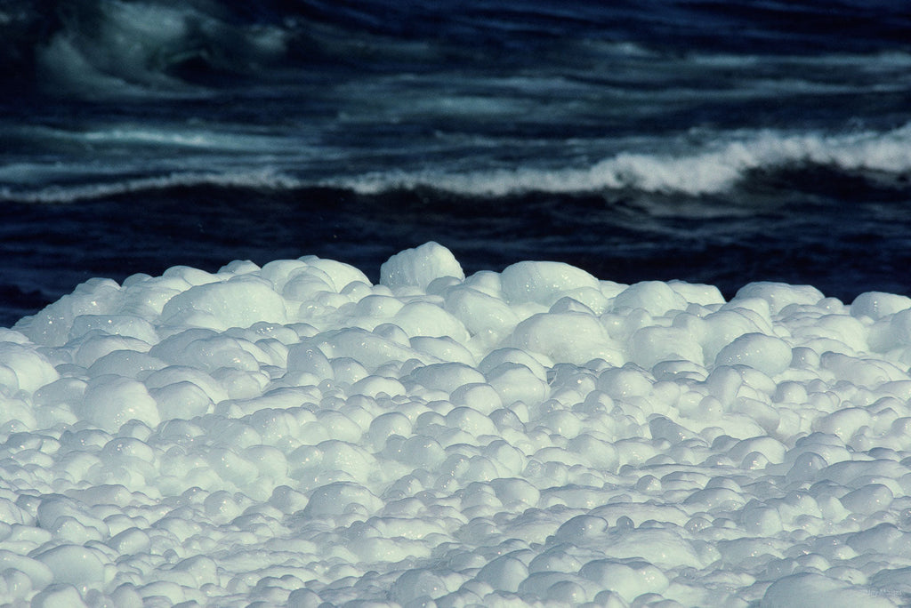 Nature No 67 – Jay Maisel