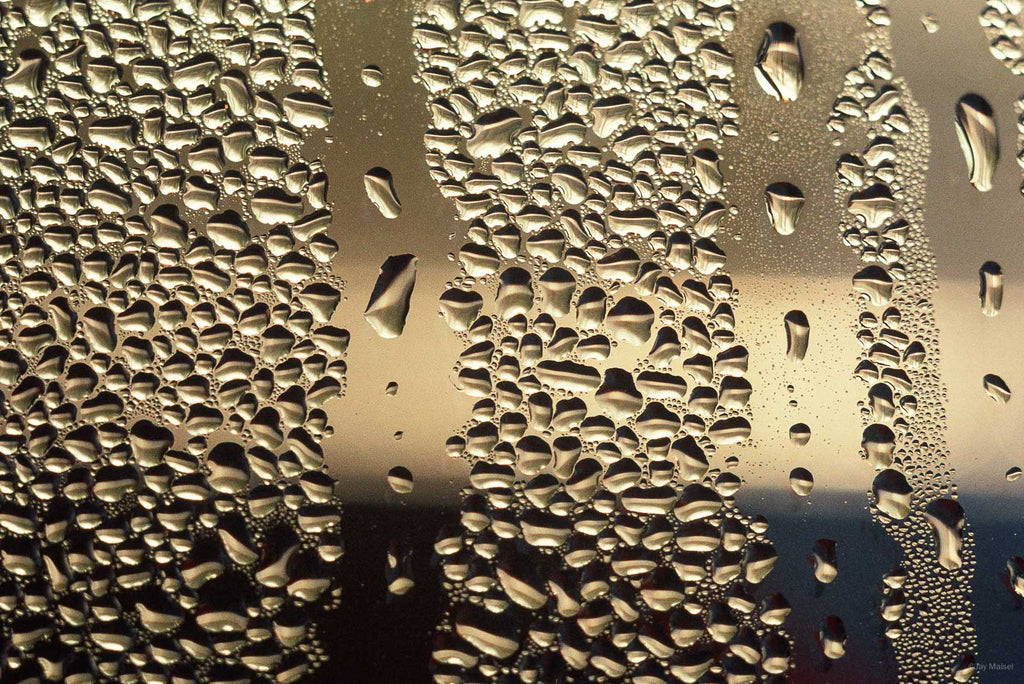 Nature No 68 – Jay Maisel
