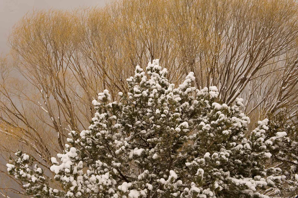 Snow in the Country No 70 – Jay Maisel