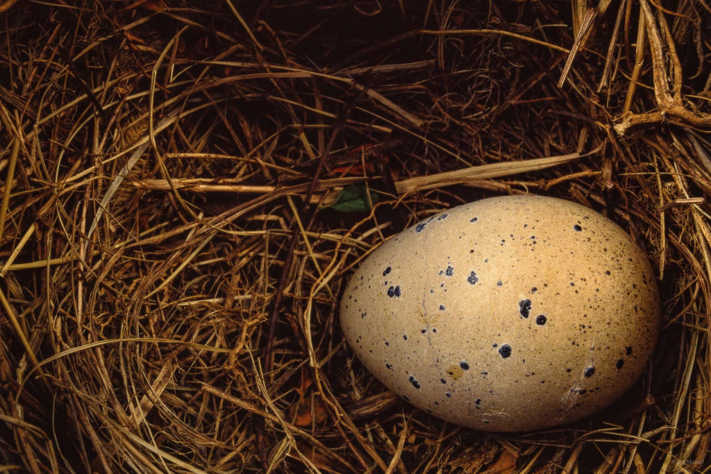 Still Life No 70 – Jay Maisel