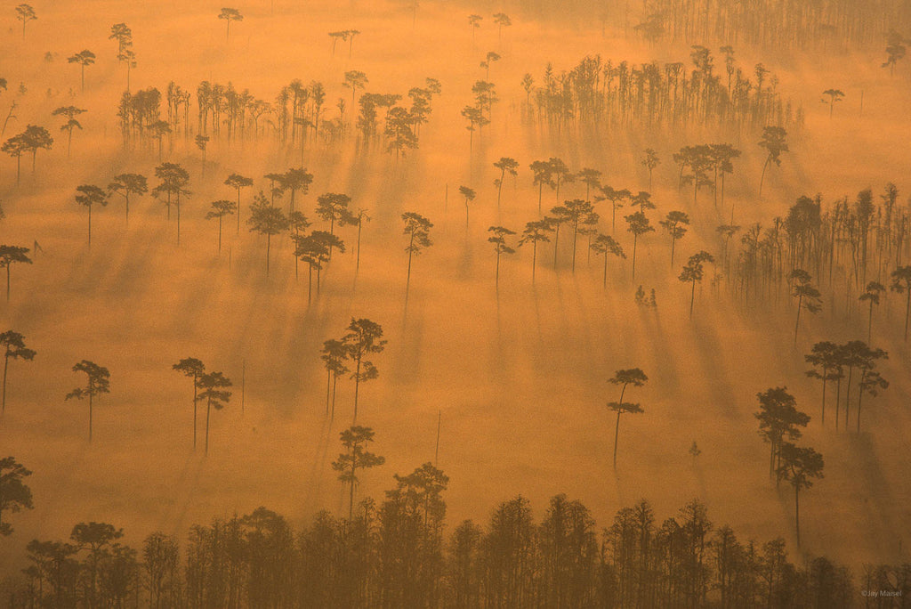 Nature No 72 – Jay Maisel