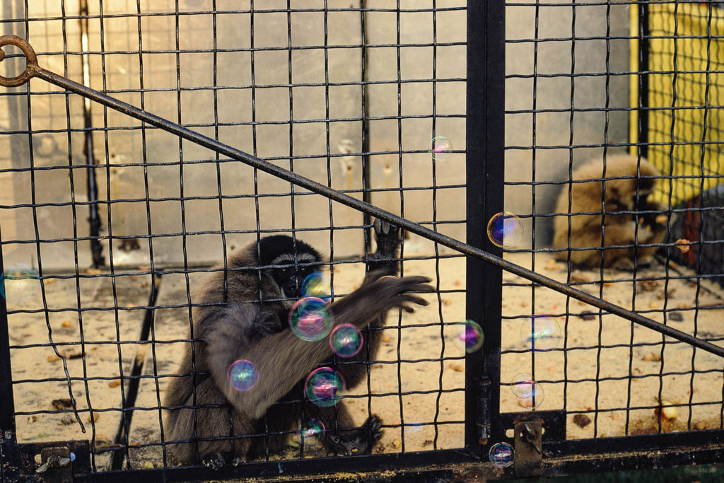 Animals No 72 – Jay Maisel