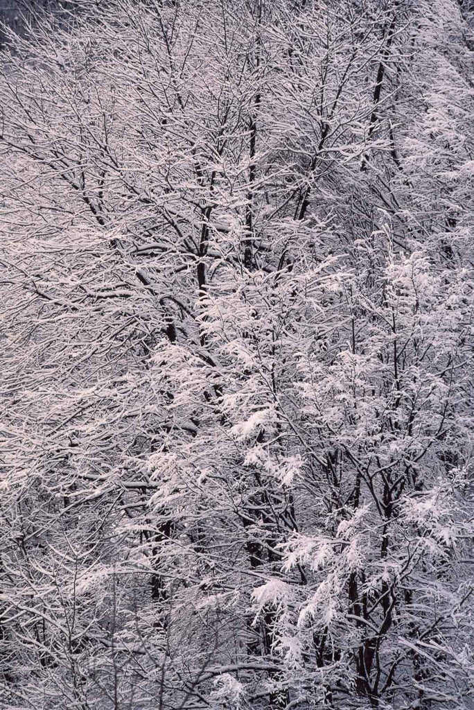 Snow in the Country No 73 – Jay Maisel