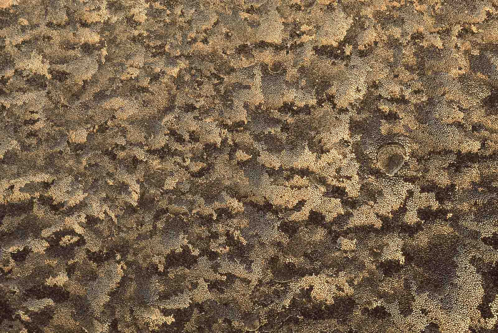 Ice Crystals No 74 – Jay Maisel