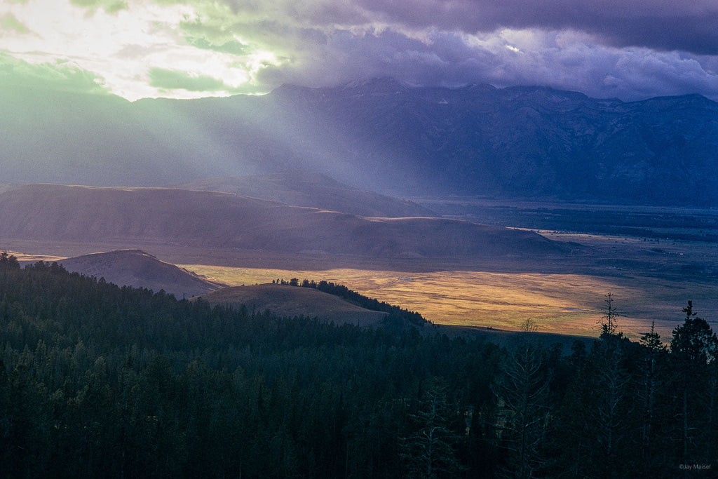 Nature No 79 – Jay Maisel