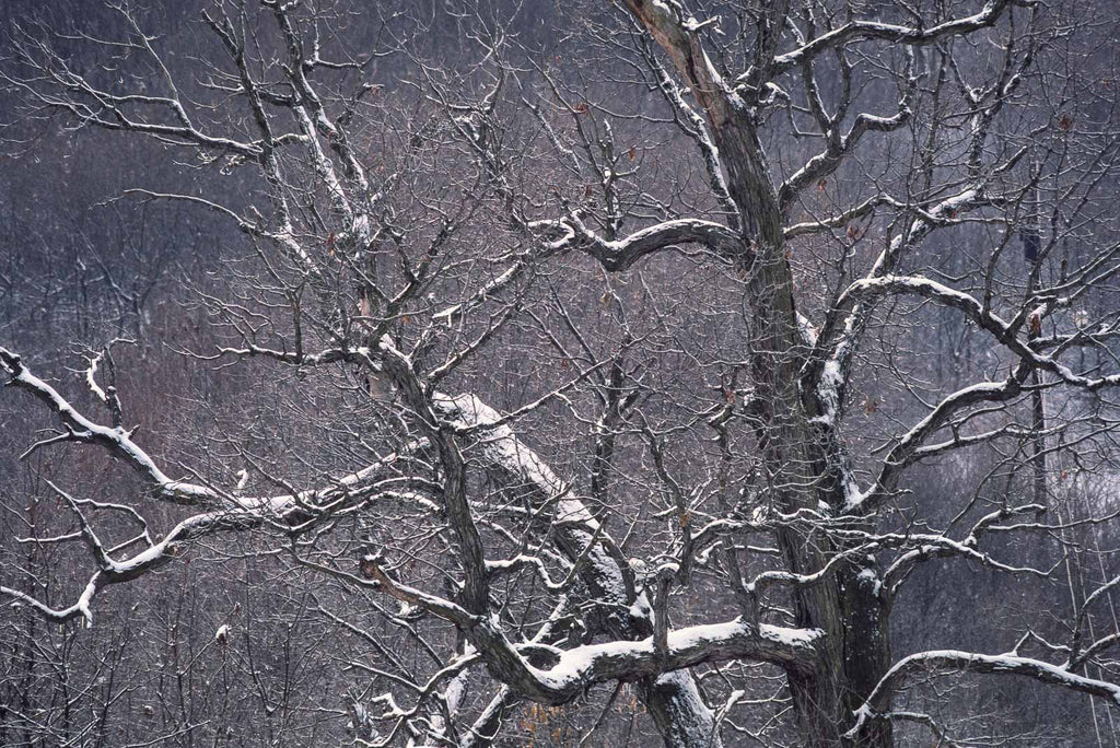 Snow in the Country No 83 – Jay Maisel