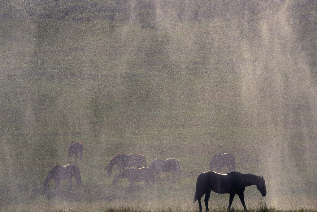 Nature No 84 – Jay Maisel