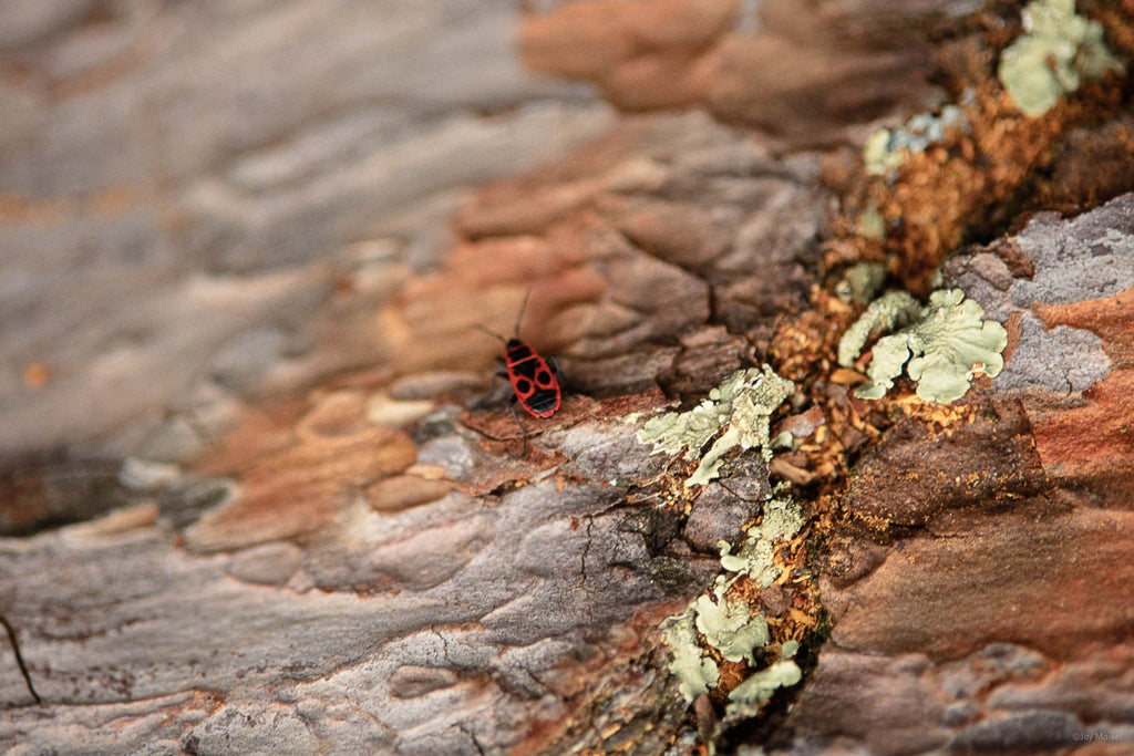 Nature No 86 – Jay Maisel