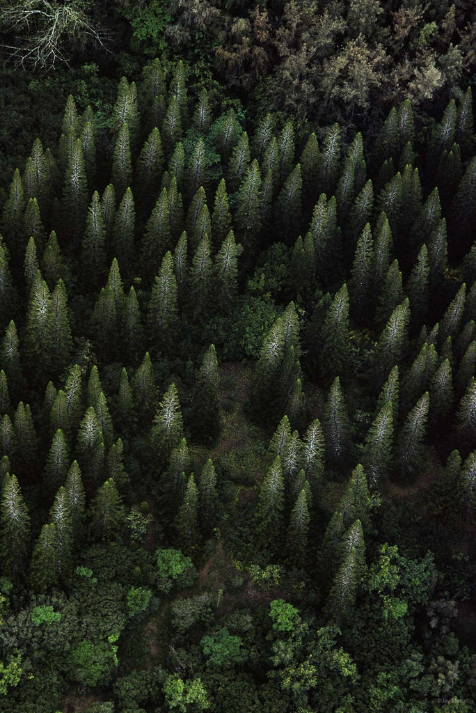Hawaii Land No 90 – Jay Maisel