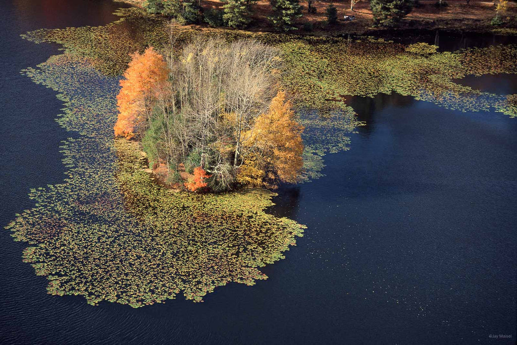 Nature No 90 – Jay Maisel