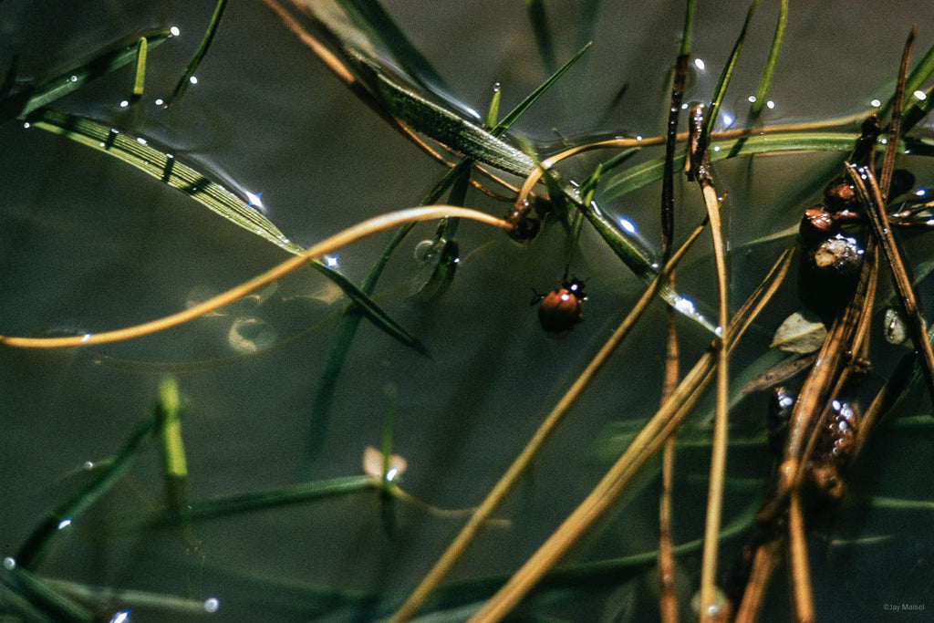 Nature No 92 – Jay Maisel