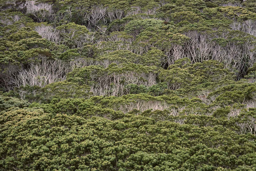 Hawaii Land No 93 – Jay Maisel