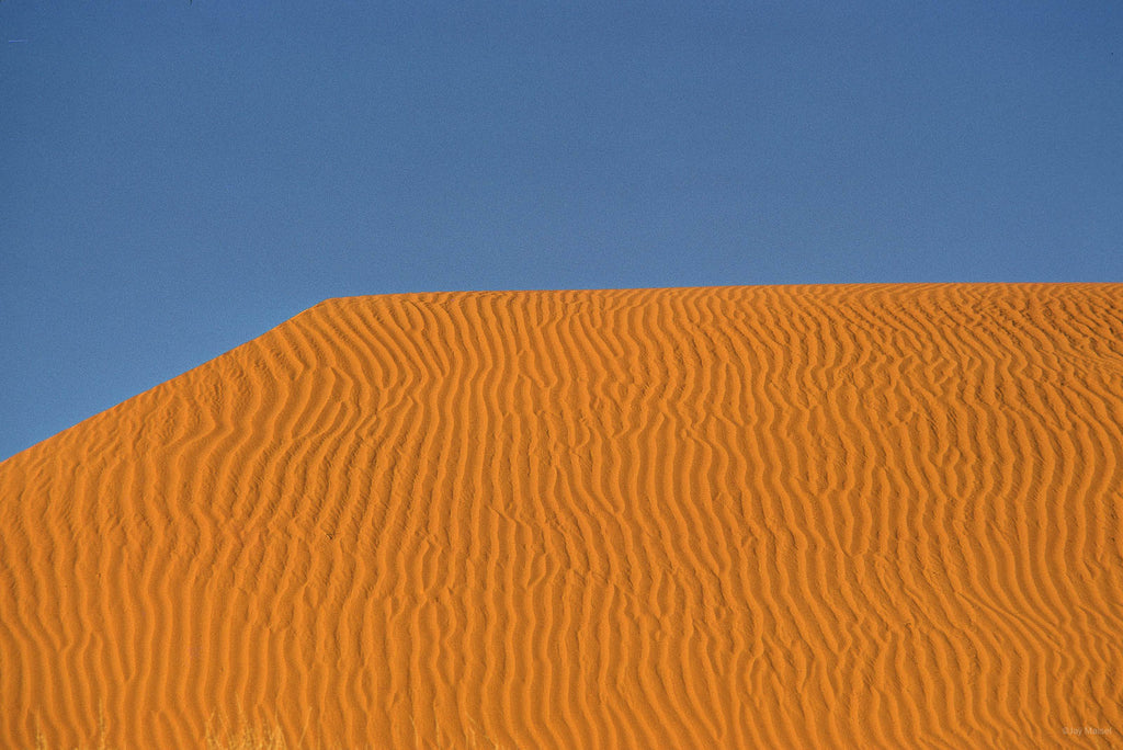 Nature No 95 – Jay Maisel
