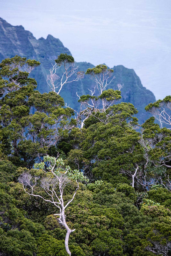 Hawaii Land No 95 – Jay Maisel