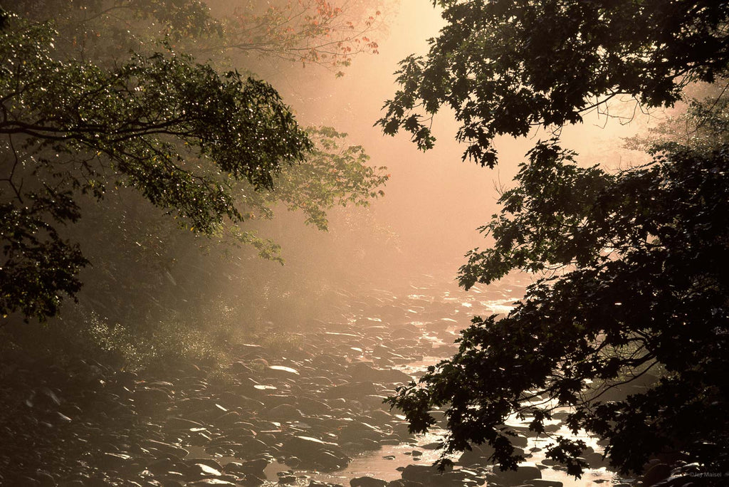 Nature No 96 – Jay Maisel