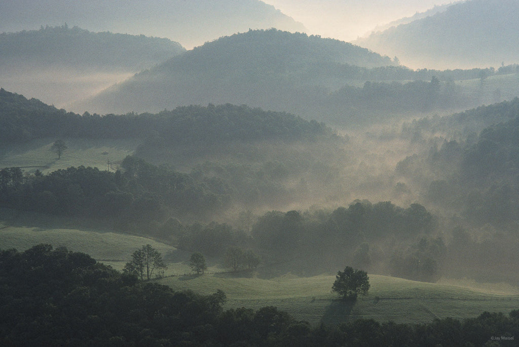 Nature No 97 – Jay Maisel