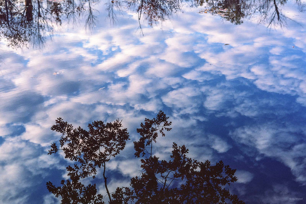 Nature No 98 – Jay Maisel