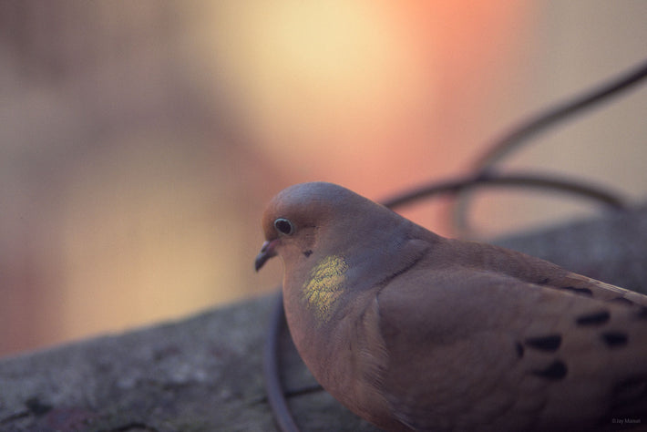 Mourning Dove on Window Sill